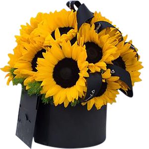 Box redondo de girasoles