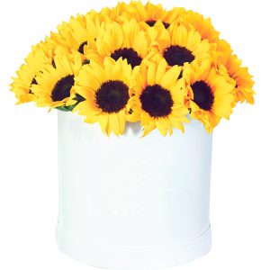 Box 2 redondo de girasoles